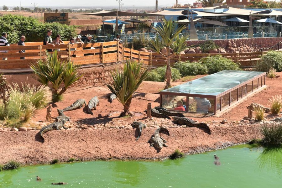 Timlaline Desert Experience – Choose Your Adventure