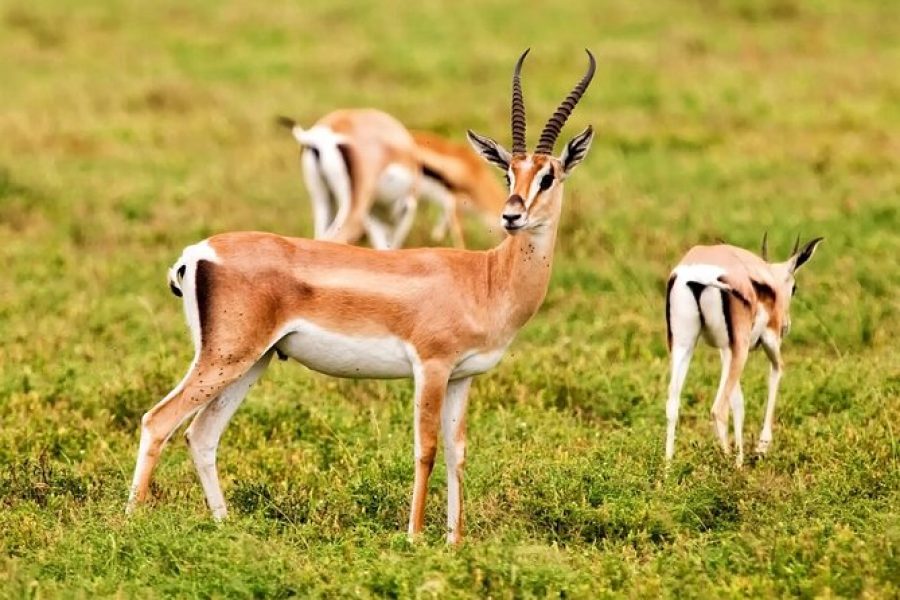 Souss-Massa National Park Excursion