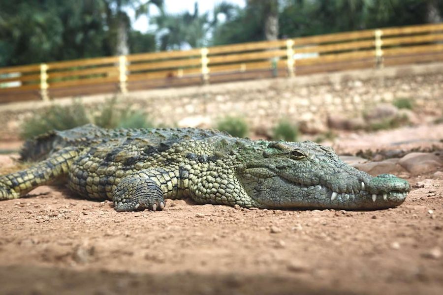 Crocoparc Agadir Family Excursion